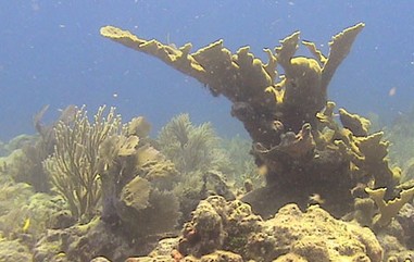 Project AWARE Reef Photo