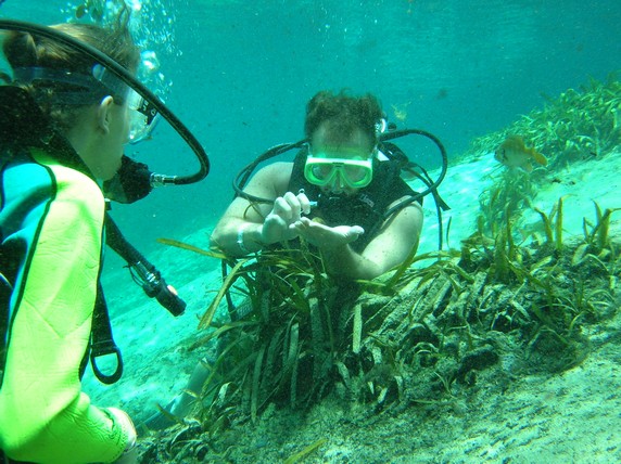 Underwater Naturalist