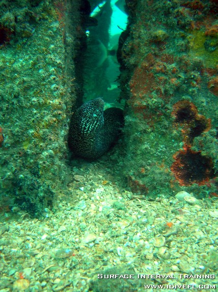 Spotted Moray Eel