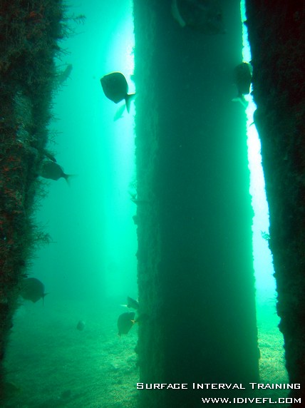 Through the Piers of Blue Heron Bridge